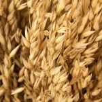 Top Tips to Sow the Seeds of Grain Trading Success