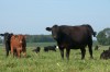 Feeder Cattle Futures