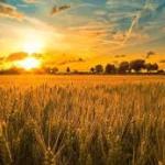 Market Spotlight: Kansas City Wheat