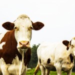 3 Primary Market Drivers of Cattle Futures Prices