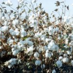 Market Spotlight: Cotton