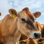Want to Trade Feeder Cattle Futures? What You Need to Get Started